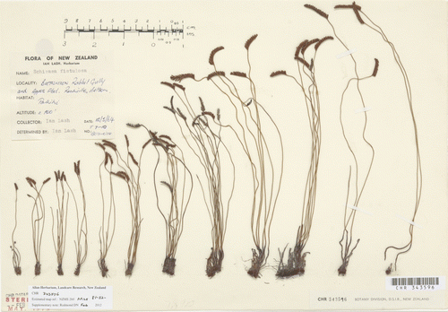 Figure 1  Twelve different specimens of the S. australis/fistulosa aggregate collected between Rabbit Gully and Appos Flat, Rockville, Nelson, by Ian Lash, 12 May 1964 (CHR 343596). Three of the specimens are included in this morphological analysis (fourth from the left, S. australis; fifth from the right, putative hybrid; third from right, S. fistulosa). Copyright Allan Herbarium (CHR), Landcare Research, New Zealand.