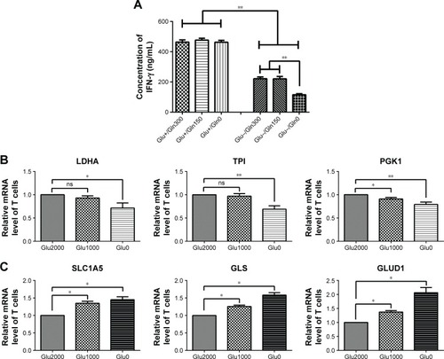 Figure 2 IFN-γ production and metabolism-associated gene expression in glycolysis and glutaminolysis in T cells under glucose-deprived conditions.