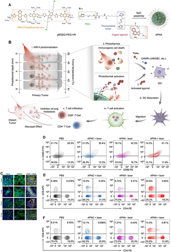 Figure 7 Preparation and mechanism of APNA. (A) Chemical structure of pBODO-PEG-VR and preparation of APNA. (B) Mechanism of anti-tumor immune response by APNA-mediated NIR-II photothermal immunotherapy. (C) Immunofluorescent images of Cas-3 (green), HMGB1 (green), and CD80/CD86 (Orange) in tumor sections at different photothermal depths after different treatments. Nuclei staining indicated by DAPI (blue). Scale bar: 20 µm. (D) DC maturation (gated on CD11c+ DCs) in tumor-draining lymph nodes from mice after different treatments. (E) Representative flow cytometry plots of CD8+ T cells and CD4+ T cells in tumor-infiltrating CD45+ lymphocytes in primary tumors from mice after various treatments. (F) Representative flow cytometry plots of CD8+ T cells and CD4+ T cells in tumor-infiltrating CD45+ lymphocytes in distant tumors from mice after various treatments. Reprinted from Jiang Y, Huang J, Xu C, Pu K. Activatable polymer nanoagonist for second near-infrared photothermal immunotherapy of cancer. Nat Commun. 2021;12(1):742. Creative Commons.Citation111