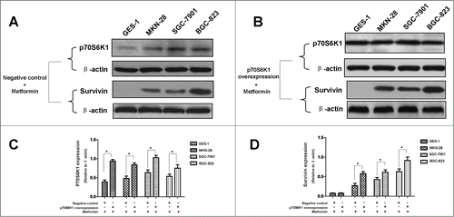 Figure 6. p70S6K1 overexpression ameliorates metformin-induced inhibition of survivin in human gastric cancer cell lines. (A-B): Result of protein gel blotting. Cells were induced to overexpress p70S6K1 before 5 mM metformin treatment. p70S6K1 and survivin expressions were examined by western blotting. β-actin was applied as the loading control. Representative image of 3 independent experiments is shown. (C-D): Densitometry and statistical analysis of panel A and B. Densitometry analysis was performed using the Image-J program as stated in Materials and methods. Data are shown as mean (Rectangular box) ± SD (Error bar), *, P < 0.05.