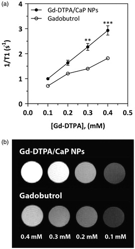 Figure 5. MRI enhancement effect of Gd-DTPA encapsulation in CaP NPs. R1 (1/T1) longitudinal relaxation rate values measured at 7T for Gd-DTPA/CaP NPs and gadobutrol (a). MRI T1 weighted images acquired at 7T for concentrations of 0.1–0.4 mM Gd-DTPA formulated in CaP NPs and as gadobutrol (b). Error bars of the gadobutrol curve are smaller than the symbols. Data are presented as mean ± SD (n = 3) **p<.005, ***p<.0005.