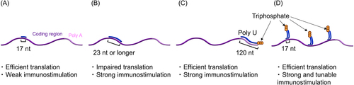 Figure 3. mRNA hybridized with dsRNA adjuvants. Translation efficiency and immunostimulatory properties after RNA hybridization are depicted. (a-c) Complementary RNA was hybridized to the coding region of mRNA (a, b) and poly a (c). (d) Comb-structured mRNA hybridized with dsRNA designed to target RIG-I in the coding region of mRNA.