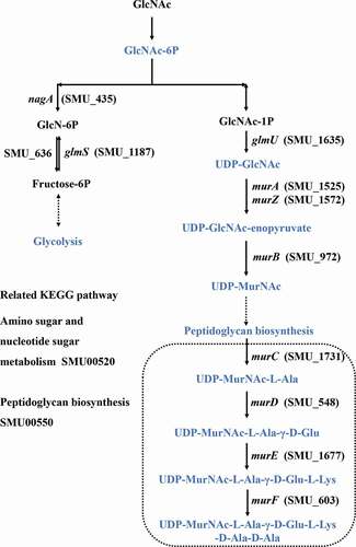 Figure 4. Amino sugar and nucleotide sugar metabolism and peptidoglycan synthesis in S. mutans.