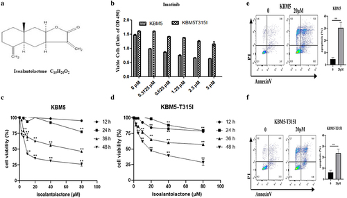 Figure 1. Isoalantolactone inhibits the proliferation and induces apoptosis of imatinib-sensitive and resistant CML cells.