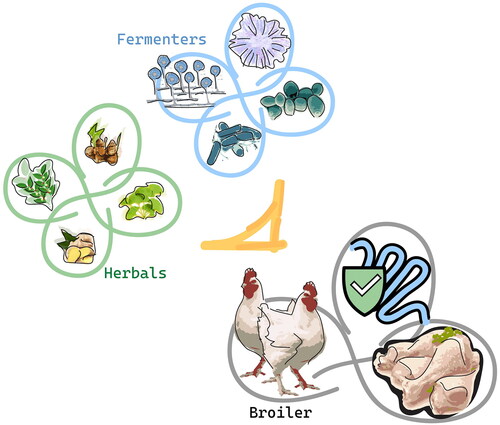 Figure 5. Fermented herbal products were incorporated into broiler chicken diets. By utilising a blend of various herbs, a fermented herbal product enriched with a combination of beneficial microbes is employed to improve broiler performance, health, and meat quality.