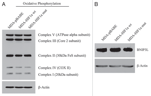 Figure 14 Activated HIF1a in Human Breast Cancer Cells Does Not Appear to Induce Mitophagy. (A) Mitochondrial respiratory complexes. To assess the status of the mitochondrial respiratory chain, breast cancer cell lysates were prepared and subjected to immunoblot analysis with a battery of antibodies directed against mitochondrial complex components (I–V). Note that expression of activated HIF1a does not affect components of mitochondrial complexes I–V. Immunoblotting with beta-actin is shown as a control for equal loading. (B) BNIP3L expression. Note that expression of HIF1a (wild-type or mutationally-activated) does not affect BNIP3L expression. Immunoblotting with beta-actin is shown as a control for equal loading.