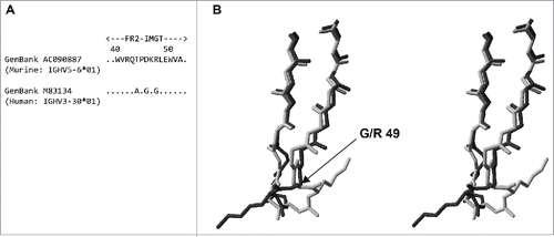Figure 2. (a) BLAST 8 comparison of murine IGHV5-6*01 framework 2 with human IGHV3-30*01 framework 2. (b) Stereo view of an overlay of framework 2 from 3FFD (dark grey) with framework 2 of 2ADG (light grey). Only back-bone atoms are shown with the exception of lysine 48. The location of glycine/arginine 49 is indicated. The structures were analysed using Swiss-PDB Viewer 47 (http://www.expasy.org/spdbv/).