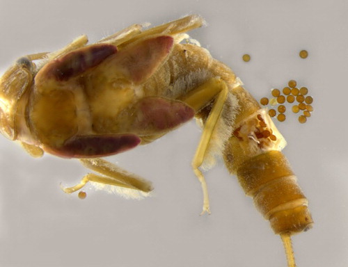 Figure 3. Mature Stenoperla prasina (Plecoptera: Eustheniidae) nymph with eggs.