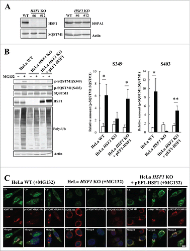 Figure 6. Suppression of SQSTM1 S349-phosphorylation in HSF1 KO cells. (A) HSF1 was targeted using the CRISPR/Cas9 system. Cell lysates of HSF1-WT and individual HSF1-targeted clones (#6 and #12) were subjected to immunoblot analysis with anti-HSF1, anti-SQSTM1, anti-HSPA1, and anti-actin. (B) HeLa WT, HeLa HSF1 KO, and HSF1 KO exogenously expressing HSF1 (HeLa HSF1 KO + pEF1-HSF1) were treated with 10 µM MG132 for 12 h. Cell lysates were examined by immunoblot analysis. Band intensities were measured, and phosphorylated-SQSTM1 values were normalized to total SQSTM1. The data are reported as means ± SD (n = 4). Statistical analyses were performed using one-way ANOVA, followed by the Tukey post-hoc test. *P < 0.01, **P < 0.05. (C) Colocalization of SQSTM1 with ubiquitinated inclusions were immunocytochemically assessed in cells treated with MG132. Cell nuclei were counterstained blue with DAPI. Scale bar: 10 μm.