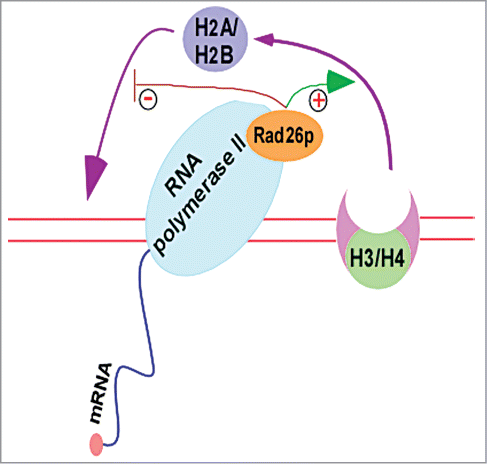 Figure 3. Rad26p facilitates the eviction of histone H2A-H2B dimer and prevents the reassociation of histone H2A-H2B dimer with naked DNA in the wake of elongating RNA polymerse II.Citation11,12,67 “+”and “−” represent stimulation and prevention, respectively. H3/H4, histone H3-H4 tetramer; and H2A/H2B, histone H2A-H2B dimer.