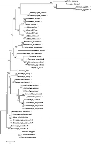 Figure 1. Phylogenic relationship among 48 Sciaenidae sequences from GenBank based on Maximum Likelihood method.