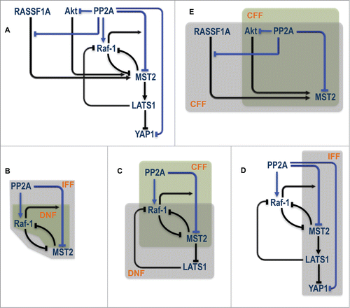 Figure 5. PP2A centered regulation in the MST2-Raf-1 network. (A) Existing network regulation overlaid with novel regulation induced by PP2A. (B–E) Various overlapping control motifs identified for different part of the PP2A related circuitry. IFF = Incoherent Feed Forward; DNF = Double Negative Feedback; CFF = Coherent Feed Forward.