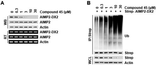 Figure 6. Ubiquitination-mediated degradation of AIMP2-DX2 via compound 45. (A) Compound 45-mediated alteration of AIMP2-DX2 protein and mRNA level. Cells treated with compound 45 were subjected to western blotting (WB) and RT-PCR (RT). (B) Determination of compound 45-dependent ubiquitination of AIMP2-DX2. The cells expressing strep-AIMP2-DX2 were treated with compound 45 and MG132 and subjected to ubiquitination assay. Ub: ubiquitin.