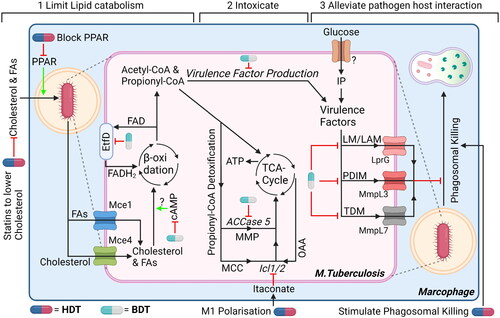 Figure 6. Three suggestions for dual-acting therapies that target both mtb and host cells to facilitate synergistic therapies. (1) Impairing bacterial cholesterol metabolism by targeting bacteria-specific EtfD to impair β-oxidation or RV1625c to promote upregulation of bacterial cAMP, which impairs cholesterol metabolism. In addition, limit availability of cholesterol (and FAs) in host cells using statins and/or PPAR. (2) Promote intoxication by propionyl-CoA, which is produced as by-product during β-oxidation, by blocking detoxification pathways using ACCase5 and Icl1/2 inhibitors. Host itaconate will further inhibit Icl1/2, whose levels can be increased by promoting host macrophages polarization toward M1-like phenotype or administering endogenous itaconate. (3) Alleviating host-pathogen interaction will promote intracellular degradation of mtb. Inhibiting bacterial transporters MmpL7, MmpL3 and/or LprG will lead to reduced expression of virulence factors. In addition, stimulate host cells to mature their phagosomes and/or induce autophagy, both to promote (auto-)phagosomal degradation further impairs intracellular survival of mycobacteria. Drugs can either target mtb (blue/grey drug symbol) or the host (blue/red drug symbol). ‘?’ responsible protein not identified. Created with Bio-Render.com.