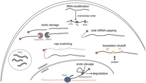 Figure 3. RNA viruses strategies either to avoid recognition by host cell immune system or to modulate cellular translation. Viruses use several methods to hide their genetic material from cellular RNA sensors. In order to do that viral RNA can undergo post-transcriptional modifications such as N6-methylation of adenosine (m6A), internal 2′-O-methylation (Nm), and cytosine-5-methylation (5mC). Moreover, to evade recognition by anti-viral immune system, on 5′ end of viral mRNA cap structure can be installed either by viral capping enzyme or through the ‘cap snatching’. RNA intermediates of viral replication can be hidden from host RNA sensors in specialized bodies called replication organelles (ROs). RNA viruses also learned how to lower the translation rate of cellular transcripts either by directly interfere with the biosynthesis of host proteins or by modulating RNA metabolism what in consequence leads to degradation of cellular transcripts