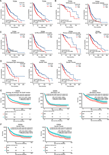Figure 3 Analysis of the prognostic value of CCDC103 in different glioma subgroups. Analysis of the prognostic value of CCDC103 in different subgroups, including(A) OS (B) WHO grade (C–D) IDH mutation status,1p/19q, therapy outcome, age, histology type and gender.(E–F) in CGGA result.*P<0.05, **P<0.01, ***P<0.001.