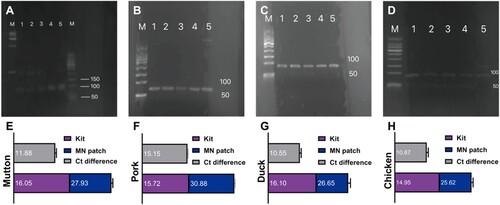 Figure 8. Qualitative and quantitative analysis of mutton, pork, duck, and chicken DNA. Gel electrophoresis plots showing the amplified bands of (A) mutton (B) pork (C) duck (D) chicken. Lanes 1–3: DNA extracted from the microneedle patch, lane 4: positive control, lane 5: DNA extracted from the commercial kit, (A) left M: 15,000 bp DNA ladder, right M: 500 bp DNA ladder, (B-D) M: 500 bp DNA ladder. (E-H) Ct values in qRT-PCR for genes of the (E) mutton, (F) pork, (G) duck, (H) chicken.