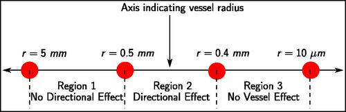 Figure 10. Classification of blood vessels into regions based on the occurrence of a directional effect.