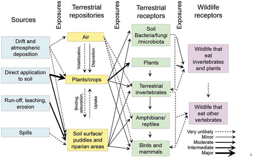 Figure 11. Pathways of exposure for terrestrial and wildlife receptors in terrestrial ecosystems. Arrows represent potential pathways of exposure for atrazine and the weight of the arrow indicates relative importance (see legend)