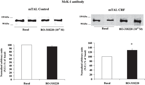 Figure 3. Effect of PKC inhibition on α1-subunit Na+ K+ ATPase phosphorylation degree at Ser-23 in mTAL microdissected from control and CRF rats. Na+ K+ ATPase α1-subunit phosphorylation degree at Ser-23 in immunoblots of mTAL segments from control and CRF rats were treated with RO-318220 10−6 M, a specific PKC inhibitor. The immunoblot was performed with a monoclonal antibody (McK-1) against dephosphorylated PKC site, Ser-23, of the Na+ K+ ATPase α1-subunit. Values are means ± SEM and were expressed as percentage of normalized arbitrary units over basal. Normalized arbitrary units were obtained as Na+ K+ ATPase α1-subunit expression with McK-1 antibody / total Na+ K+ ATPase α1-subunit expression with common antibody per μg protein in microdissected tubules (see Table 2). Densitometric analysis of all samples revealed an increase in immunosignal of Na+ K+ ATPase α1-subunit (decreased phosphorylation) under RO-318220 in mTAL segments of CRF rats. No changes were observed with RO-318220 in mTAL segments of control rats (p = NS). *p < 0.05, as compared with basal in CRF rats.