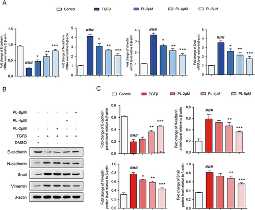 Figure 5 (A) mRNA levels of epithelial-mesenchymal transition (EMT) cell markers detected using quantitative polymerase chain reaction. (B) Protein bands corresponding to EMT cell markers detected using Western blot. (C) Quantitative assessment of EMT marker proteins. *P < 0.05, **P < 0.01, and ***P < 0.001 vs tumor growth factor-β group; ###P < 0.001 vs the control group.