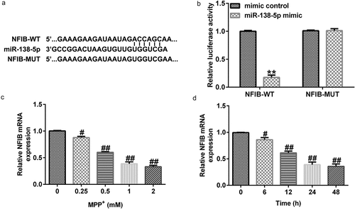 Figure 6. miR-138-5p directly targets NFIB and regulates its expression in in vitro PD cell model. (a) The TargetScan software predicted the possible target of miR-138-5p, namely NFIB, and their binding sites. (b) The binding sites between miR-138-5p and NFIB were verified using dual-luciferase reporter assay. (c, d) qRT-PCR analysis of NFIB in SH-SY5Y cells treated with MPP+ at different doses or for different times