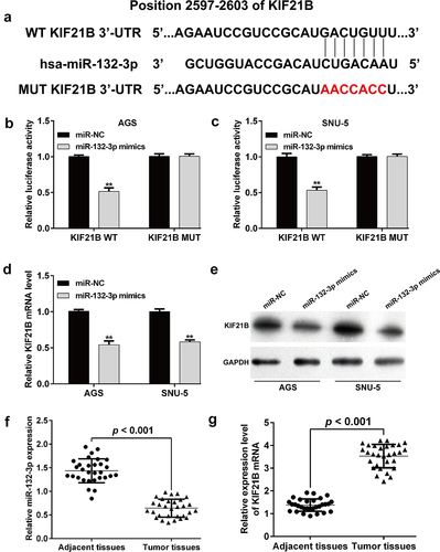 Figure 4. KIF21B was a target gene of miR-132-3p. (a) The potential binding sites of miR-132-3p and KIF21B mRNA, as well as the sequences in potential binding sites of mutant-type plasmid. Luciferase reporter assays were performed in (b) AGS and (c) SNU-5 cells with vectors including the putative miR-132-3p target sites in the 3’-UTR of KIF21B mRNA (wild type) and mutant-type. Data were normalized by Renilla/firefly luciferase activity. (d) Reverse transcription quantitative PCR and (e) western blot analysis was used to determine the expression levels of KIF21B in AGS and SNU-5 cells transfected with miR-132-3p mimics or miR-NC. (f) Lower expression of miR-132-3p was observed in 30 pairs of GC tissues compared with matched adjacent tissues by reverse transcription quantitative PCR. (g) Expression of KIF21B mRNA was determined using reverse transcription quantitative PCR in 30 pairs of GC tissues and adjacent tissues. All data are expressed as the means ± SD. **p < 0.01, compared with miR-NC group.