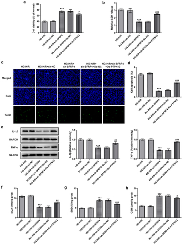 Figure 5. PTPN12 overexpression reverses the inhibitory effect of sh-SFRP4 on high-glucose-stimulated H/R cardiomyocyte injury. (a). CCK-8 assay was in detection of cell viability. (b). LDH kit was used for the detection of LDH release. (c). TUENL (fluorogram) was adopted to examine the level of apoptosis. (d). Expression levels of inflammatory factors were investigated by Western blotting. (e-g). Expression levels of oxidative stress-related factors MDA, SOD and GSH was identified using the ELSIA kit. Results are the mean ± SD. ***P < 0.001 versus HG-H/R + sh-NC. #P < 0.05, ##P < 0.01, ###P < 0.001 versus HG-H/R + sh-SFRP4 + Oe-NC.