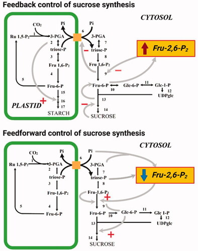 Figure 2. The role of Fru-2,6-P2 in feedback and feedforward control of sucrose synthesis. + represents allosteric activation, - represents allosteric inhibition. Reactions shown are catalyzed by the following enzymes (note in some instances multiple reactions are represented by a single arrow): 1, Rubisco; 2, chloroplastic PGK and chloroplastic TPI; 3, chloroplastic Fru-1-6-P2 aldolase; 4, chloroplastic FBPase; 5, transketolase, sedoheptolase-1,7-bisphosphatase aldolase, sedoheptolase-1,7-bisphosphatase, phosphopentoepimerase, phosphoriboisomerase and phosphoribulokinase; 6, triose phosphate transporter; 7, cytoslic PGK and cytosolic TPI; 8, cytosolic Fru-1-6-P2 aldolase; 9, cytosolic FBPase; 10, cytosolic PGI; 11, cytosolic PGlcM, 12 UGPase, 13 SPS, 14 sucrose phosphatase; 15, choroplastic PGI and chloroplstic PGlcM; 16, AGPase; 17, starch synthase and branching enzyme.