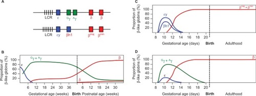 Figure 1 Developmental expression of the β-like globins in humans and in WT and humanized transgenic mice.Notes: (A) Diagram of the human (upper) and mouse (lower) β-globin loci. Vertical bars represent Dnase I hypersensitive sites in the LCR. Embryonically expressed genes are shown in blue, fetal in green, and adult in red. Switching of the β-like globins in development is shown for (B) human, (C) mice, and (D) human β-like globins in transgenic mice. Values represent the proportion of total β-like globin transcripts detected in erythroid tissue. Note the dual switching events in humans, in contrast to the single mid-gestational switch in WT mice. Note also the mid-gestational switch of human γ- to β-globin expression in transgenic mice.