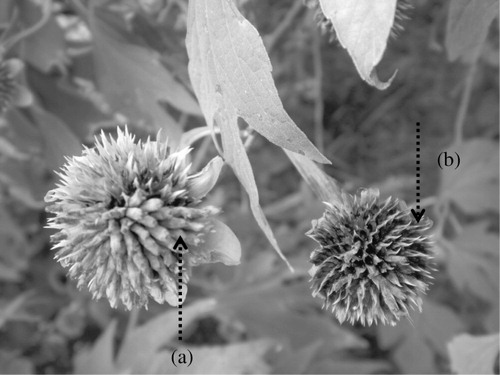 Figure 4. Survival of T. diversifolia (Hemsley) A. Gray achenes from S. capistratus Finsch and Hartlaub attacks (a) and a pattern of scales and receptacular bracts on seed-removed regions of the seed head (b).