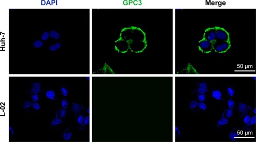 Figure 4 Immunofluorescence staining images of GPC3 show that Huh-7 cells are positively stained but L-02 cells are not. GPC3 represents the anti-GPC3 antibody binding (green) and DAPI locates the nuclei (blue).Abbreviation: DAPI, 4′,6-diamidino-2-phenylindole.