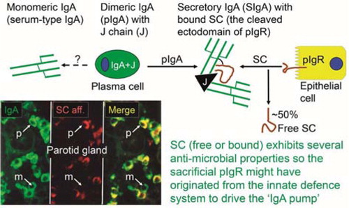 Fig. 9 Generation of secretory IgA (SIgA) and free secretory component (SC). SIgA is formed as a hybrid antibody molecule stabilized by a disulfide bridge between the two cell products. The amount of dimeric IgA (pIgA) produced by a plasma cell depends on its level of J-chain expression, which generally is high in mucosal and glandular tissue. Inset (left) shows direct demonstration of abundant cytoplasmic expression of pIgA (p) in most parotid plasmablasts and plasma cells achieved by in vitro affinity test with free SC on tissue section as described (Citation10), whereas a single cell producing only monomers (m) is seen in this field. On average, approximately 50% of SC occurring in various secretions is in a free form (unoccupied by ligand). The immunostained panel is from Brandtzaeg (Citation43).