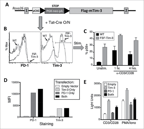 Figure 5. Direct enhancement of pS6 by Tim-3 can be overcome by PD-1. (A–C) Intrinsic ability of Tim-3 to enhance T cell activation. (A) Strategy for generation of the Cre-inducible FSF-Tim-3 mouse model. Shown is the status of the Rosa26 locus before homologous recombination. LoxP sites are depicted with solid black triangles. (B) Flow cytometry analysis of bulk T cells after overnight treatment with Tat-Cre fusion protein, showing robust expression of Tim-3 (but not PD-1) on only the FSF-Tim-3 T cells (right panel). (C) Relative levels of pS6 in CD8+ T cells shown in panel F, after stimulation with anti-CD3/CD28 mAb. Results shown are from duplicate samples of a single experiment, and representative of four independent experiments. (D-E) Tim-3 enhances TCR signaling, which is countered by PD-1. (D) Quantitation of flow cytometry analysis of the relative levels of PD-1 and Tim-3 after transient transfection of D10 T cells. (E) Cells from panel C were stimulated for 6 h as indicated, then analyzed for luciferase activity. Results shown are from quadruplicate samples of a single experiment, and representative of three independent experiments.