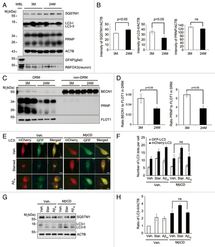 Figure 6. Lipid raft-localized BECN1 and PRNP decrease in aged hippocampus, and disruption of lipid rafts by MβCD impairs Aβ42-induced autophagy. (A) Hippocampal neurons were purified by discontinuous iodixanol gradient assay from 3- and 24-mo-old WT C57BL/6 mice and their lysates and whole brain lysates (WBL) were subjected to western blot analysis using the indicated antibodies. (B) The signals on the blots were quantified by densitometric analysis using the ScienceLab software. The bars represent mean values ± S.E. (n = 3). (C) DRM (fractions #4 to 5) and non-DRM (fractions #11 to 12) fractions of each mouse were pooled and then subjected to western blot analysis. (D) The signals on the blot shown in (C) were quantified by densitometric analysis. The bars represent the relative ratios of BECN1 in the DRM to the non-DRM fractions with mean values ± S.D. (n = 3). (E) SH-SY5Y cells were transiently transfected with mCherry-GFP-LC3 for 24 h and left untreated (Veh.) or treated with 1 mg/mL MβCD for 12 h. The cells were then incubated with serum-free DMEM (Starved) or 1 μM Aβ42 for 12 h, and then observed under a fluorescence microscope. Scale bars: 10 μm. (F) The number of mCherry-LC3- and GFP-LC3-positive puncta per cell was counted and represented as mean values ± S.D. (n = 12). (G) SH-SY5Y cells were pretreated with PBS (Veh.) or 1 mg/mL MβCD for 12 h and then incubated with serum-free DMEM (Starved) or 1 μM Aβ42 for 3 h. Cell extracts were analyzed with western blotting using anti-SQSTM1, anti-LC3, and anti-ACTB antibodies. (H) The signals on the blots were quantified by densitometric analysis. The bars represent the relative ratios of the LC3-II signal to ACTB with mean values ± S.D. (n = 3).