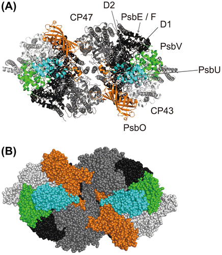Fig. 2. Structure of the photosystem II dimer of Thermosynechococcus vulcanus showing the location of the extrinsic subunits.Notes: (A) A cartoon model illustrating the photosystem as viewed from the luminal space of the thylakoid membrane. The crystal structure of Umena et al. (PDB ID: 3ARC) is used.Citation3) The membrane-extrinsic PsbO is shown in orange, PsbU is shown in cyan, and PsbV is shown in green. Membrane-intrinsic subunits included in RC, CP47, and CP43 subcomplexes are shown in black, dark gray, and light gray, respectively. (B) Sphere representations for each subunit. All figures were prepared using the software package PyMol (http://www.pymol.org).