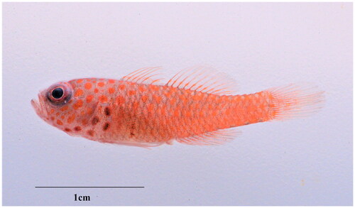 Figure 1. Freshly collected specimen of T. macrophthalmus, NTOUP-2022-01-040. Photo by tonisman Harefa.