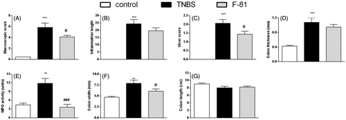 Figure 2. Anti-inflammatory activity of F-81, administered i.p. once a day over 3 days, in the prevention mouse model of the TNBS-induced colitis. Macroscopic score (Panel A), inflammation area (Panel B), ulcer score (Panel C), colon thickness (Panel D), MPO activity (Panel E), colon width (Panel F), and colon length (Panel G). Statistical significance was assessed using one-way ANOVA and post hoc multiple comparison Student–Newman–Keuls test. ***p < .001, as compared with controls. #p < .05, ###p < .001, vs. TNBS-treated animals. Data represent mean ± SEM of eight mice per group.