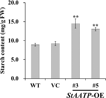 Figure 5. Starch content analysis in the leaves of WT and transgenic plants.