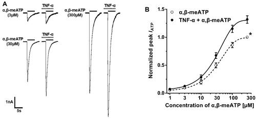 Figure 2 TNF-α shifted upwards the concentration–response curve for α,β-meATP. (A) Original currents show that TNF-α (10 ng/mL) pretreatment increased the currents induced by three different concentrations of α,β-meATP. (B) The graph shows concentration–response curves for α,β-meATP in the absence and presence of TNF-α (10 ng/mL). Both curves were fit by the Hill equation. Each point represents the mean ± S.E.M. of 7–10 neurons. All peak current values from the same cell were normalized to the current response induced by 300 μM α,β-meATP applied alone in the absence of TNF-α (marked with asterisk). The figure shows averaged data fitted with the Hill equation. The curves shown are a best fit of the data to the logistic equation I = Imax/[1 + (EC50/C)n], where C is the concentration of α,β-meATP, I is the normalized current response value, EC50 is the concentration of α,β-meATP for half-maximal current response, and n is the Hill coefficient.