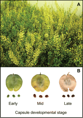 Figure 1. Mature plants of stinkweed (Thlaspi arvense) and their capsules that were used to measure methane emissions. (A) Plants that were grown in a walk-in growth chamber under a temperature regime of 22/18°C (16 h day/8 h night), and (B) capsules and seeds harvested from plants at 3 developmental stages – early, mid and late.