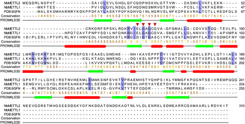 Figure 3. Structural sequence alignment of NbMETTLs and METTL16. Sequence conservation and consensus secondary structures (PROMALS3D) are shown for the structural superimposition of human METTL16 (PDB: 6GFN) and structural models of NbMETTLs. Inverted triangles highlight the Class I MTase conserved motif E/DxGxGxG involved in SAM binding.Citation5.