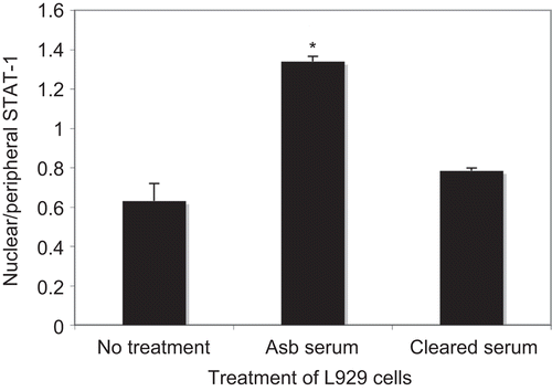 Figure 6.  STAT-1 translocates to the nucleus of treated L929 fibroblasts following treatment with asbestos-treated mouse serum. STAT-1 translocation was measured by LSC as described in the Materials and methods section. L929 cells were treated for 2 h with serum or cleared serum (1:50) from asbestos-treated mice, then fixed and stained for STAT-1. Max Pixel fluorescence intensity was determined in nuclear and peripheral contours, and data are expressed as the ratio of nuclear/peripheral staining intensity. N = 3 wells per treatment, *P < 0.05.