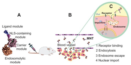 Figure 1 Schematic for construction and delivery of a modular nanotransporter to the nucleus of tumor cells. (A) Modular nanotransporter consisting of four functional modules. (B) After intravenous administration, the modular nanotransporter binds via its ligand module to receptors expressed on the surface of tumor cells. (C) The modular nanotransporter is delivered to endosomes via receptor-mediated endocytosis, undergoes endosome escape through its endosomolytic module, binds via its nuclear localization sequence module to importins in the cytoplasm, and is transported through the nuclear pore to the cell nucleus.Abbreviations: MNT, modular nanotransporter; NLS, nuclear localization sequence.