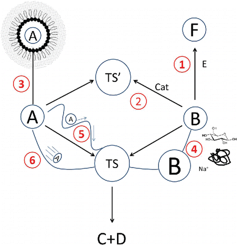 Figure 2. The multiple effect of a food matrix on the rate and the equilibrium of a generic reaction. To be able to convert into products C and D, reactants A and B must come into contact to form an intermediate transition state TS. This, in turn, decomposes into products. The food matrix can affect the rate of this reaction in multiple ways: (1) Parallel reactions may deplete one of the reactants or both, thus changing concentrations of reactants. A special case is the effect of pH which changes the concentration of the reactive form of the reactant. (2) In the presence of catalysts the reaction may proceed through a different path which leads to a different transition state (TS’). (3) Partitioning of (one of) the reactants between different phase (e.g., oil and water phase) changes the concentrations of reactants in each phase. (4) Short-range and long-range interactions with ionic and nonionic solutes may alter reactants and transition state chemical potential (here the change in chemical potential is represented by reactant B being of different size which has obviously nothing to do with its molecular size). (5) The presence of obstacles (surrounding molecules, pores, etc.) or changes in viscosity may augment the effective path which reactant molecules must go through before they can collide, or may slow down reactant molecules. (6) Different thermal properties may produce a thermal profile within the food during nonequilibrium conditions, which changes the energy of reactants kinetic and, thus, frequency of collisions.