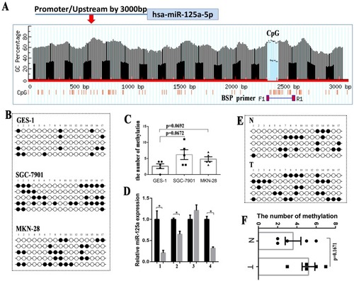 Figure 2 Promoter methylation is not the primary mechanism leading to the low expression of miR-125a. (A) Bioinformatic prediction of one CpG island upstream of miR-125a. (B) The miR-125a methylation status of GES-1, SGC-7901 and MKN-28 cells was analyzed by BSP. (C) The methylation level between GES-1 and SGC-7901 or GES-1 and MKN-28 showed no significant difference (P>0.05). (D) The qRT-PCR results showed that the expression levels of miR-125a in the 3 of 4 primary tumors were reduced compared with the paracarcinoma tissues (P<0.05). (E) The miR-125a methylation status in 4 paired GC tissues and para-carcinoma tissues was analyzed by BSP. (F) The statistical analysis showed no significant difference in the number of methylation between the GC tissues and paracarcinoma tissues(P=0.1671). *P<0.05.