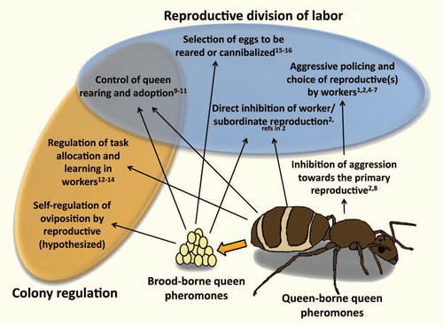 Figure 1 Known and hypothesized functions of queen pheromones produced by queens (or other reproductive individuals) and carried on their brood. The numbers give a non-exhaustive list of studies providing evidence consistent with each function.