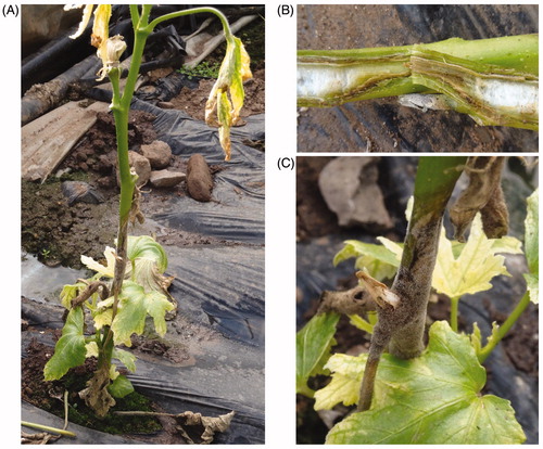 Figure 1. (A) Symptoms of Verticillium wilt on okra in the field. (B) Vascular wilt appeared on longitudinal sections of stems. (C) A layer of white mold on stems under high humidity.