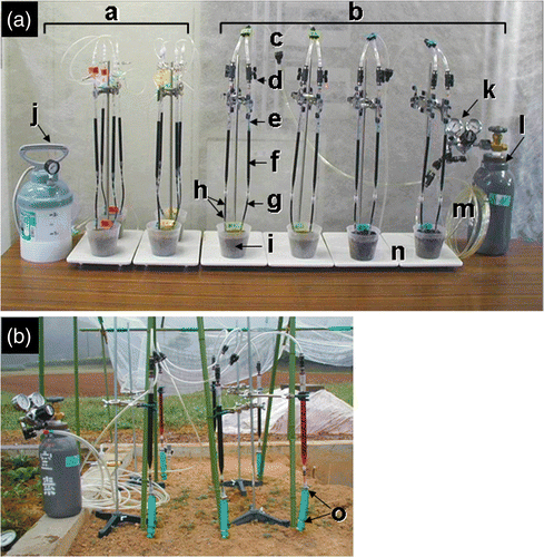 Figure 1. Dye injection system for pot (a) and field (b). (a) a, Two dry treatments with low-pressure injection system; b, two wet treatments with high-pressure injection system; c, Y-type connector; d, two-way stopcock; e, plastic pipette; f, dye (Fantasy); g, stem tube; h, wire; i, pot; j, pesticide sprayer; k, regulator; l, gas tank; m, pressure- tolerant tube; n, stand. (b) o, Hose band.