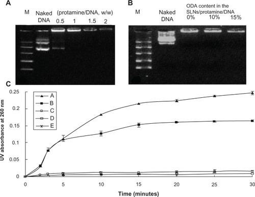 Figure 3 Gel retarding (A and B) and DNase I degradation assay (C) of protamine/DNA nanoparticles and SLN/protamine/DNA nanoparticles. In (B), lanes 3, 4, and 5 represent SLN/protamine/DNA nanoparticles prepared with SLNs containing 0 wt%, 10 wt%, or 15 wt% ODA (w/w/w, 3:0.5:1). (C) line A represents naked DNA as a control, line B represents SLN/DNA nanoparticles (SLNs with 15 wt% ODA/DNA, 50:3, w/w), line C represents binary protamine/DNA nanoparticles at a weight ratio of 1.5:1, line D represents SLN/protamine/DNA nanoparticles (SLNs with 15 wt% ODA/protamine/DNA, 50:4.5:3, w/w/w), and line E represents SLN/protamine/DNA nanoparticles (SLNs with 0 wt% ODA/protamine/DNA, 50:4.5:3, w/w/w).Abbreviations: M, marker; DNA, deoxyribonucleic acid; ODA, octadecylamine; SLNs, solid lipid particles.